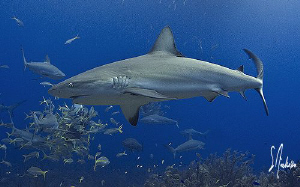 This Reef Shark moves in on our bait crates at Ginormous ... by Steven Anderson 